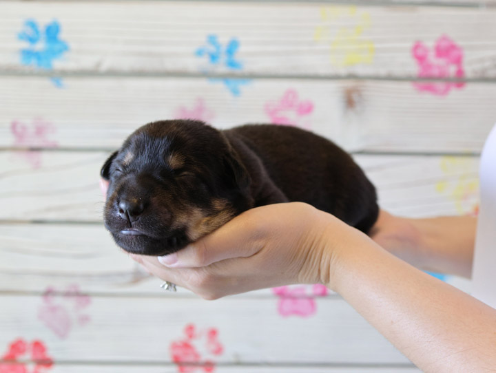 chinook puppy